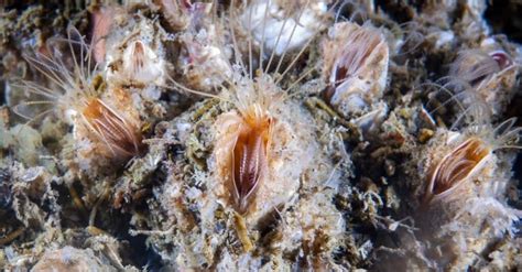  Barnacle: This Curious Crustacean That Sticks To Its Surroundings Like Glue!