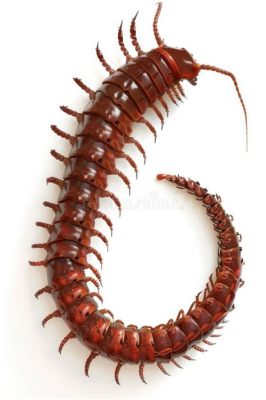  Centipede! Discover its Many Legs and a Lifestyle as Ancient as Time Itself