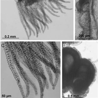  Eudendrium: A Tiny Polyp Powerhouse That Packs a Fluorescent Punch!