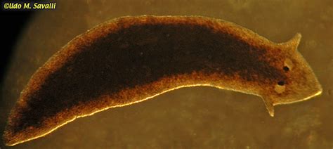  Free-Living Flatworm: This Microscopic Marvel Navigates a World of Mud and Moisture!