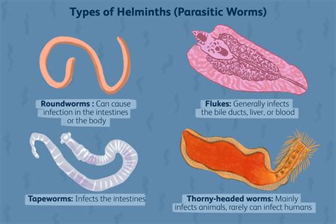 Giant Intestinal Fluke: A Tiny Parasite That Can Cause Big Problems With Its Complex Lifecycle!