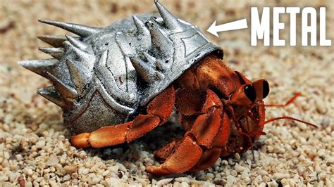  Jackobson's Crab! An Amazing Example of Armor Plating Combined With Incredible Underwater Agility