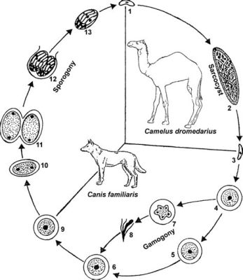  Sarcocystis – A Tiny Terror With an Epic Lifecycle Journey!