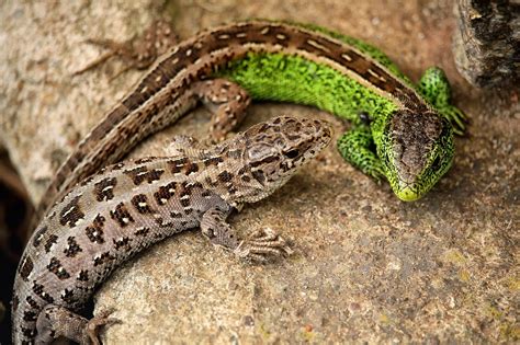  Skink! Zwinne Jaszczurki o Różnorodnych Ubarwieniach i Zywotnym Temperamencie