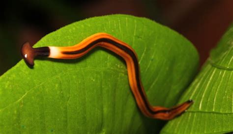  Turbellaria Triclada! A Tiny Flatworm With a Big Appetite for Decay