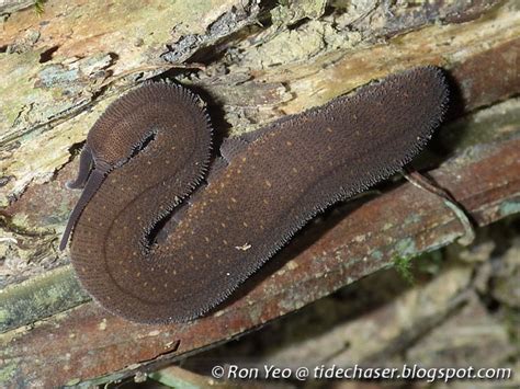  Velvet Worm! This Tiny Predator Packs a Punch Despite Lacking Eyesight