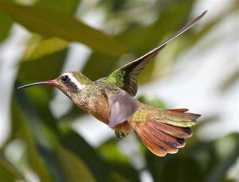  Xantus's Hummingbird! Its Tiny Body Packs an Impressive Punch When It Comes to Migratory Flights